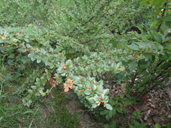 Cotoneaster apiculatus