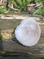 Mycena rubromarginata