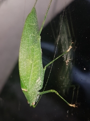 Anaulacomerina
