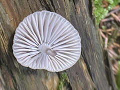 Mycena rubromarginata