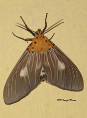 Asota plaginota