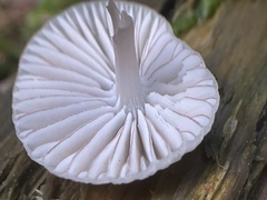 Mycena rubromarginata