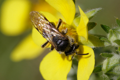 Andrena