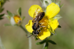 Andrena