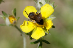 Andrena