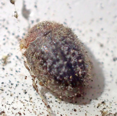 Rhyzobius lophanthae