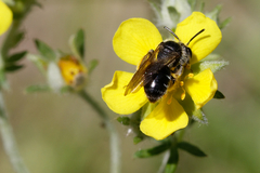 Andrena