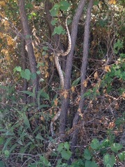 Trimorphodon quadruplex