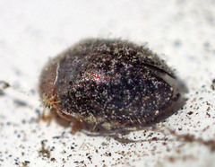 Rhyzobius lophanthae