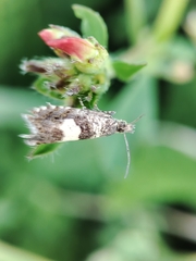 Dichrorampha sequana