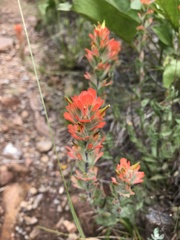 Castilleja brevilobata