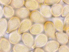 Cumminsiella mirabilissima