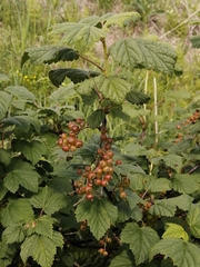 Ribes atropurpureum