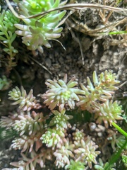 Sedum pallidum