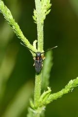 Phytoecia pustulata