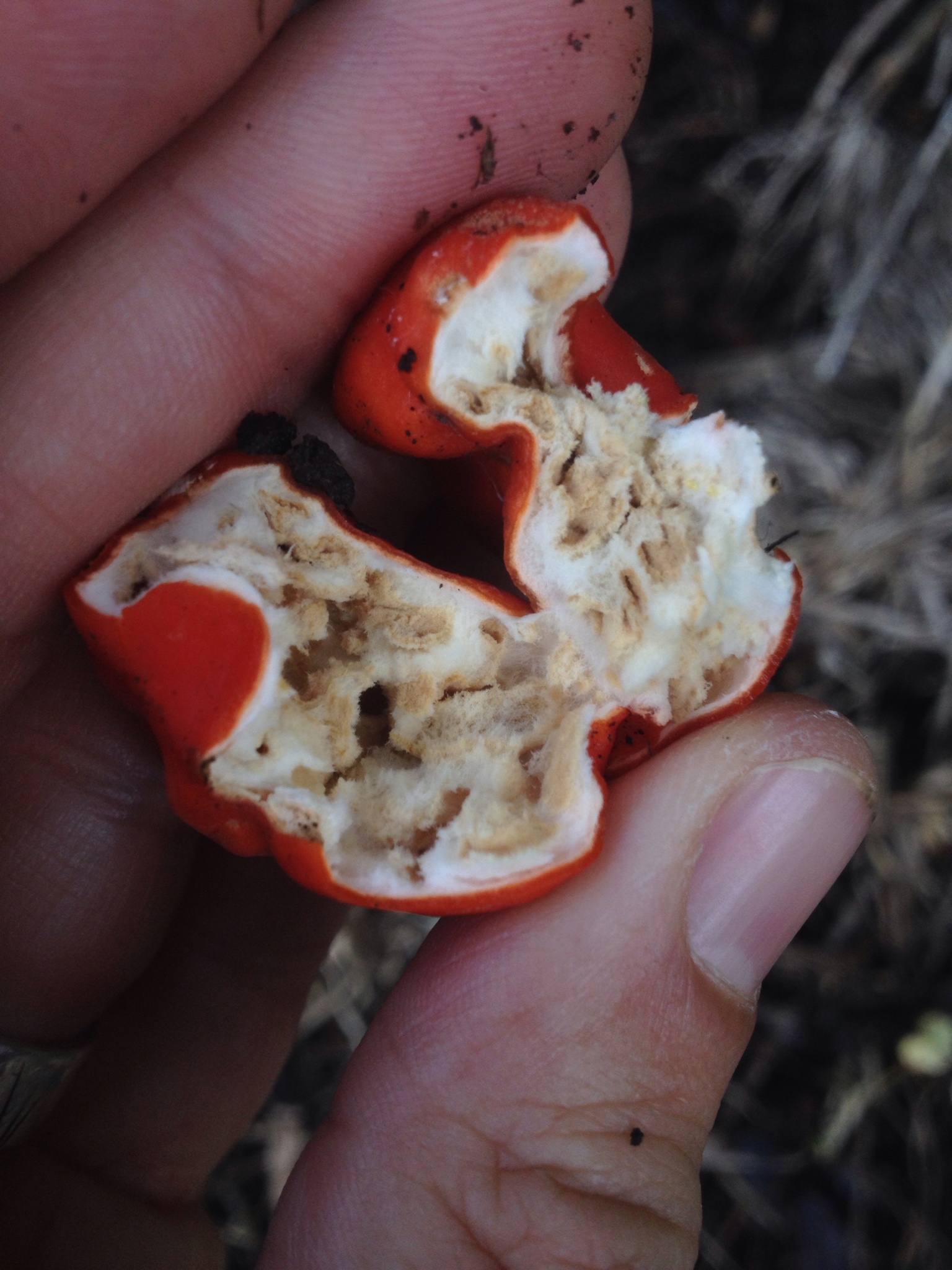 Paurocotylis pila image