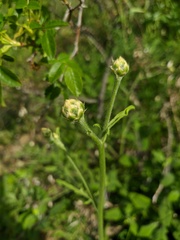 Centaurea salonitana