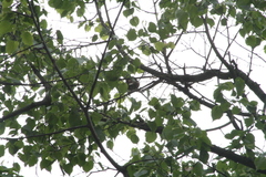 Coccothraustes coccothraustes