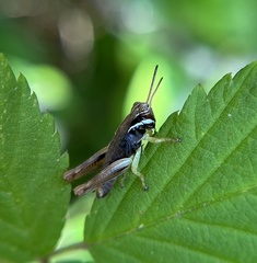 Melanoplus gracilis