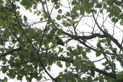 Coccothraustes coccothraustes