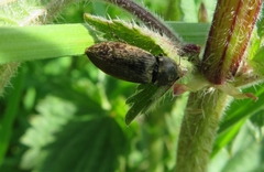 Prosternon tessellatum