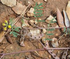 Hippocrepis ciliata