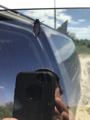 Dicerca tenebrica