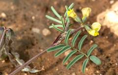 Hippocrepis ciliata
