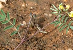 Hippocrepis ciliata