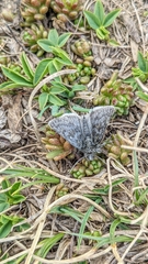 Metaxmeste phrygialis