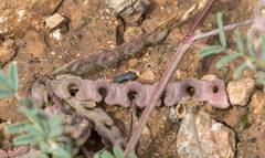 Hippocrepis ciliata