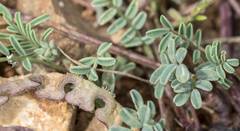 Hippocrepis ciliata