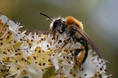 Andrena haemorrhoa