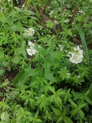 Eutrema integrifolium