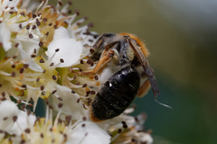 Andrena haemorrhoa