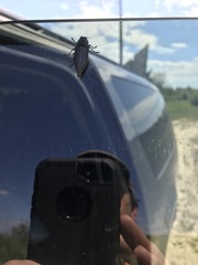 Dicerca tenebrica