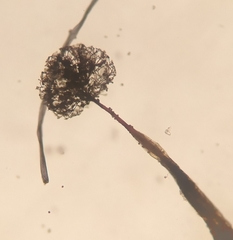 Clastoderma debaryanum