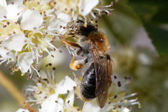 Andrena haemorrhoa