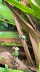 Micrathena pichincha