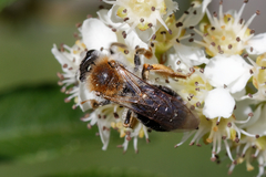 Andrena haemorrhoa