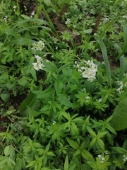 Eutrema integrifolium