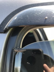 Dicerca tenebrica