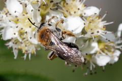 Andrena haemorrhoa