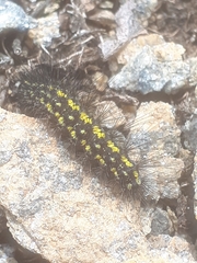 Setina
