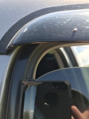 Dicerca tenebrica