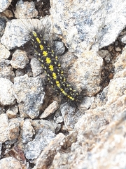 Setina
