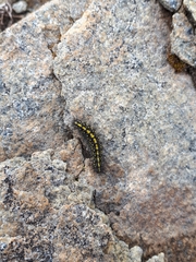 Setina
