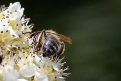 Andrena