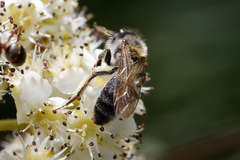 Andrena