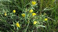 Oenothera serrulata